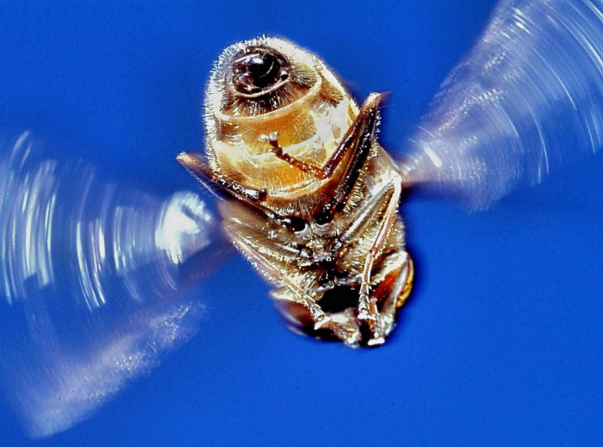 Eristalinus taeniops